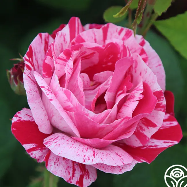 Raspberry Cream Twirl™>Heirloom Roses Sale