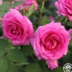 Raspberry Cupcake™>Heirloom Roses Discount