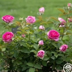Raspberry Cupcake™><noscript><img width=