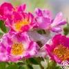 Raspberry Ruffles™>Heirloom Roses Outlet