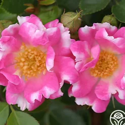 Raspberry Ruffles™><noscript><img width=
