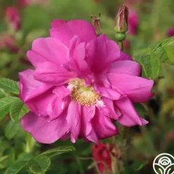 Raspberry Rugostar®><noscript><img width=