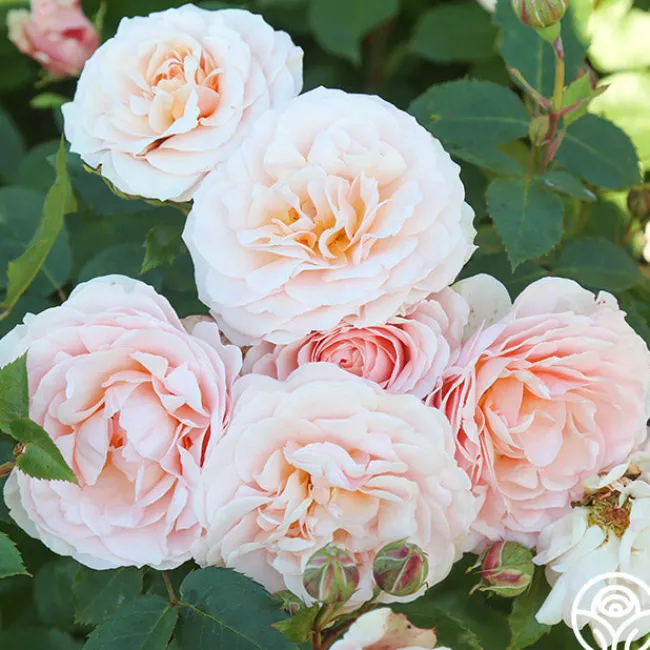 Rebecca Louise™>Heirloom Roses Online
