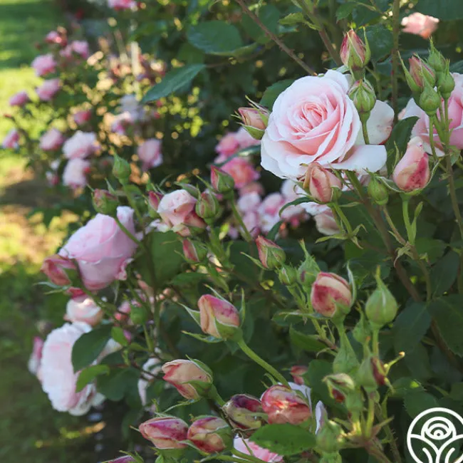 Rebecca Louise™>Heirloom Roses Online