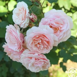 Rebecca Louise™><noscript><img width=