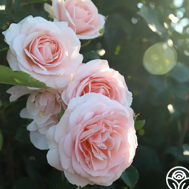 Rebecca Louise™>Heirloom Roses Online