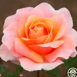 Reconciliation™>Heirloom Roses Hot