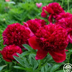 Red Charm>Heirloom Roses Sale