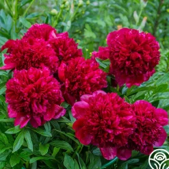 Red Charm>Heirloom Roses Sale
