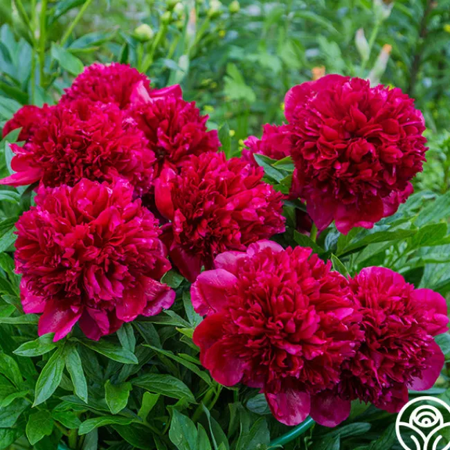 Red Charm>Heirloom Roses Sale