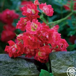 Red Drift®>Heirloom Roses Discount