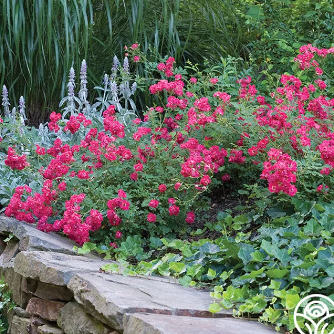 Red Drift®>Heirloom Roses Discount