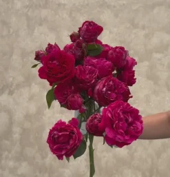 Red Eden®><noscript><img width=
