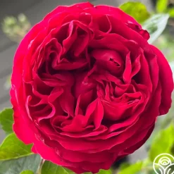 Red Eden®><noscript><img width=