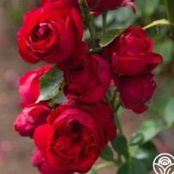 Red Eden®><noscript><img width=