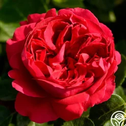 Red Eden®><noscript><img width=