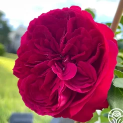 Red Eden®><noscript><img width=