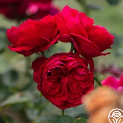 Red Eden®><noscript><img width=