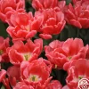 Red Foxtrot>Heirloom Roses