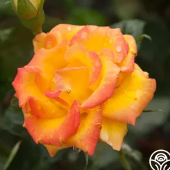 Red Gold>Heirloom Roses Clearance