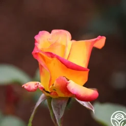 Red Gold><noscript><img width=