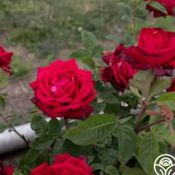 Red Masterpiece®><noscript><img width=