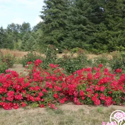 Red Meidiland®>Heirloom Roses Outlet