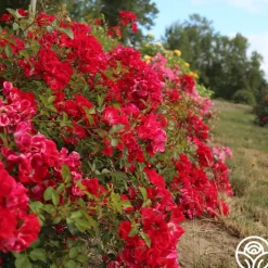 Red Meidiland®><noscript><img width=