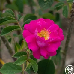 Red Moss>Heirloom Roses New