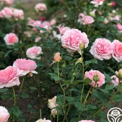 Relais & Chateaux>Heirloom Roses Hot