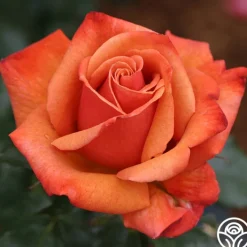 Remember Me®>Heirloom Roses Outlet