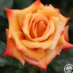 Remember Me®>Heirloom Roses Outlet