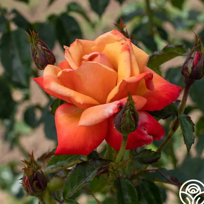 Remember Me®>Heirloom Roses Outlet