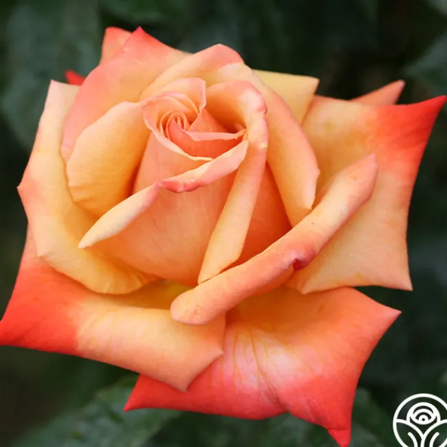 Remember Me®>Heirloom Roses Outlet