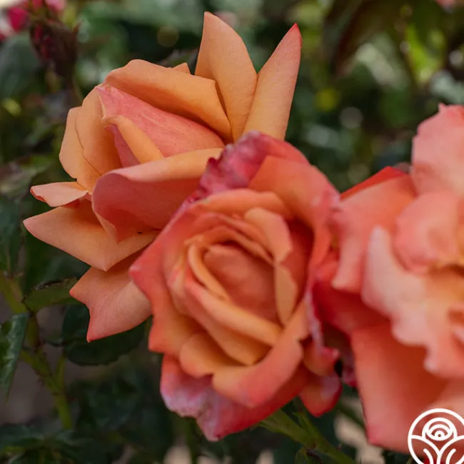 Remember Me®>Heirloom Roses Outlet