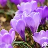 Remembrance>Heirloom Roses Sale
