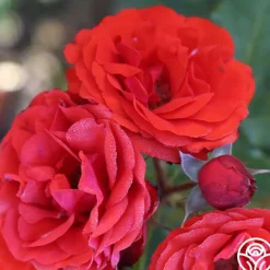 Remembrance™><noscript><img width=