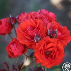 Remembrance™><noscript><img width=