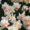 Replete>Heirloom Roses Outlet