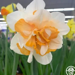 Replete>Heirloom Roses Outlet