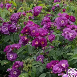 Rhapsody In Blue™><noscript><img width=