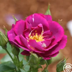 Rhapsody In Blue™><noscript><img width=