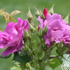 Rhapsody In Blue™><noscript><img width=