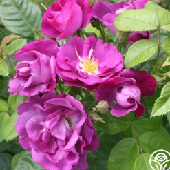 Rhapsody In Blue™><noscript><img width=