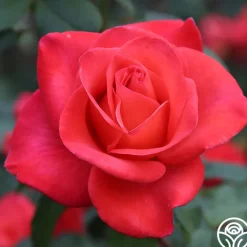 Ring of Fire™>Heirloom Roses Clearance