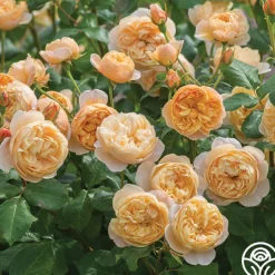 Roald Dahl>Heirloom Roses Discount