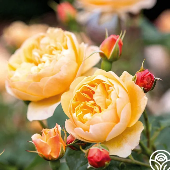 Roald Dahl>Heirloom Roses Discount