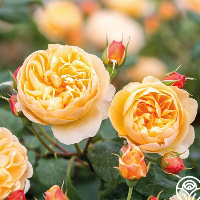 Roald Dahl>Heirloom Roses Discount