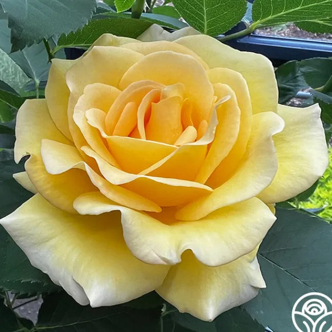 Robert Bruce>Heirloom Roses Discount