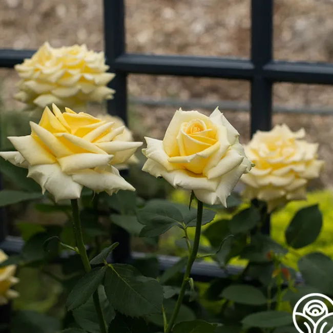 Robert Bruce>Heirloom Roses Discount